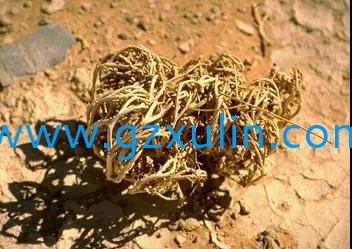 廣州旭林精細化工有限公司