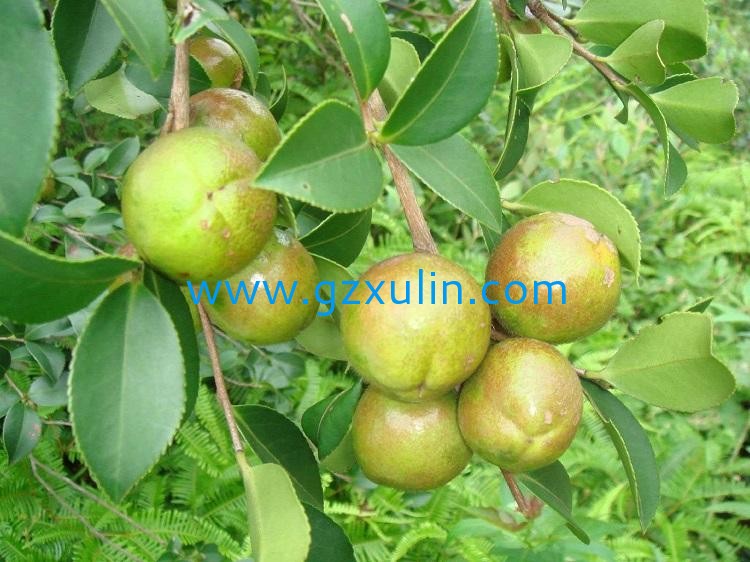 廣州旭林精細化工有限公司