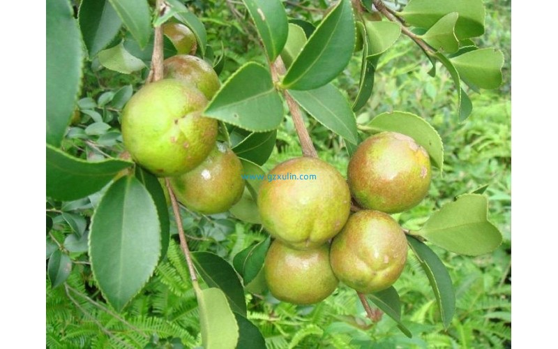 化妝品護膚品中山茶籽油活性成分的功效與作用