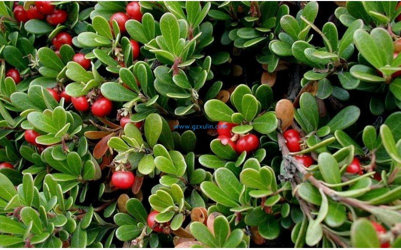 化妝品護膚品中熊果苷活性成分的功效與作用