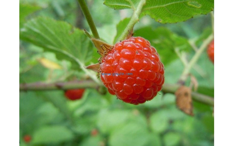 生物發酵提取的樹莓苷化妝品原料功效用途