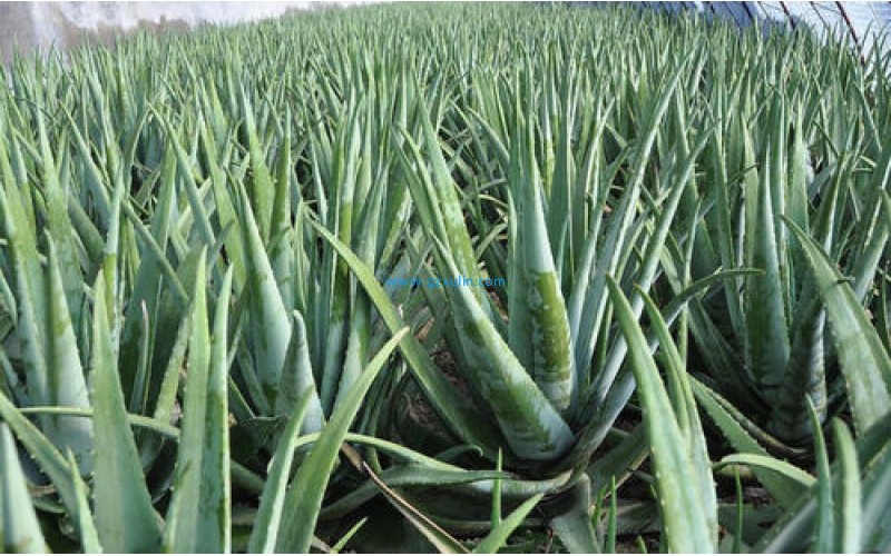 護膚品黃金原料庫拉索蘆薈葉提取物功效用途